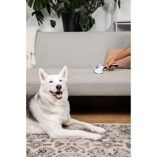 BLACKDECKER HMSCT0001 handheld pet hair remover in use on gray sofa with dog lying on rug in living room.